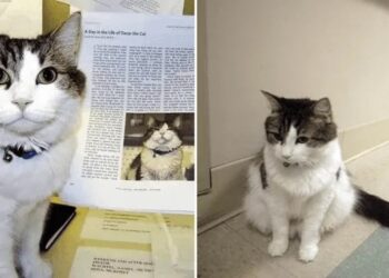 El insólito caso de Oscar, el gato que predijo la muerte de decenas de personas en EEUU