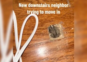 VIDEO: la misteriosa y extraña criatura que halló un hombre bajo el piso de su casa en Arkansas