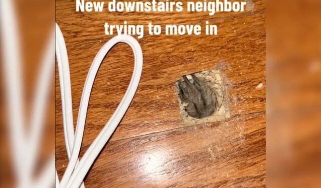 VIDEO: la misteriosa y extraña criatura que halló un hombre bajo el piso de su casa en Arkansas