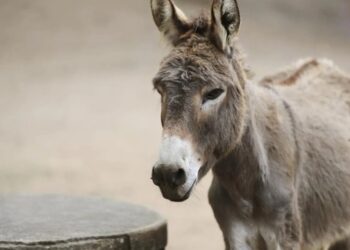 El fármaco chino que pone en peligro a los burros