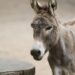 El fármaco chino que pone en peligro a los burros