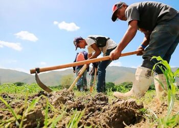 Aconsejan a los agricultores procurar contrato previo con la industria de alimentos