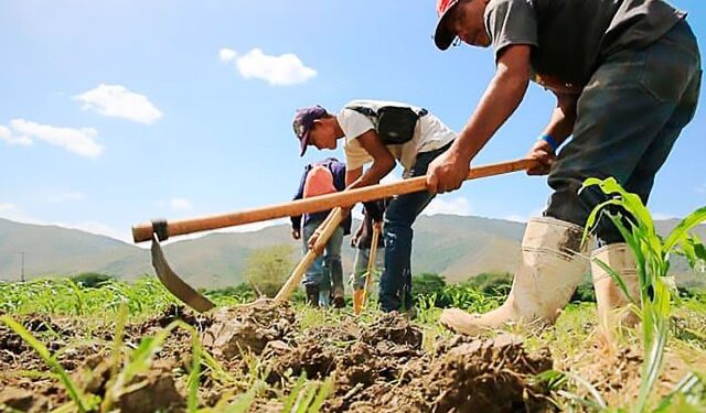 Aconsejan a los agricultores procurar contrato previo con la industria de alimentos
