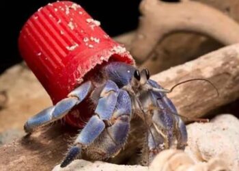 Cangrejos ermitaños y contaminación: cómo el plástico se convirtió en su nuevo caparazón