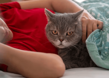 Estos son los riesgos poco conocidos de dormir con perros o gatos