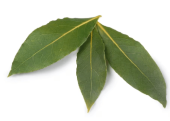 El secreto japonés con hojas de laurel para atraer dinero en 2024