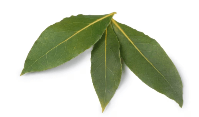 El secreto japonés con hojas de laurel para atraer dinero en 2024