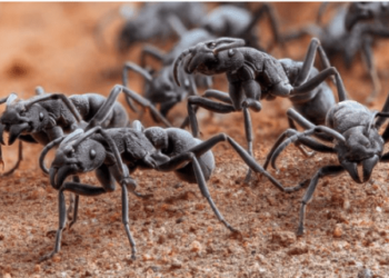 Descubren que una especie de hormiga “trata sus heridas” cubriéndolas con antibióticos