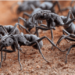 Descubren que una especie de hormiga “trata sus heridas” cubriéndolas con antibióticos