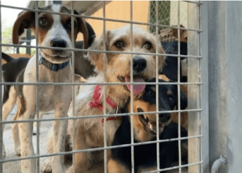 ¡Pet friendly! Esta ciudad italiana reducirá los impuestos a quienes adopten perros abandonados