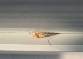 ¿Qué significa que encuentres cucarachas blancas en tu casa?