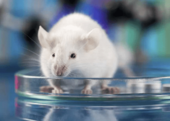 Nuevo antibiótico contra una bacteria multirresistente ofrece resultados prometedores tras pruebas en ratones