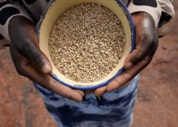 La nueva vacuna contra la malaria, mujeres que salvan selvas y otras noticias esperanzadoras para empezar 2024