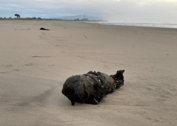 Bañistas hallaron enorme bomba corroída en una playa de California y se espantaron al saber de dónde vino