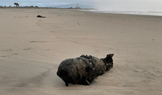Bañistas hallaron enorme bomba corroída en una playa de California y se espantaron al saber de dónde vino