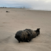 Bañistas hallaron enorme bomba corroída en una playa de California y se espantaron al saber de dónde vino