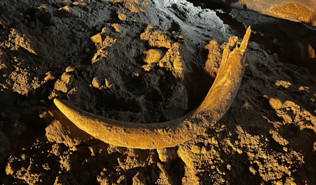 Mineros en Dakota del Norte hallaron colmillo de mamut que podría tener 100 mil años