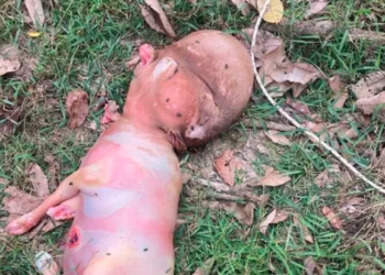 Nace un ternero mutante con cabeza de humano que genera angustia en un pequeño pueblo