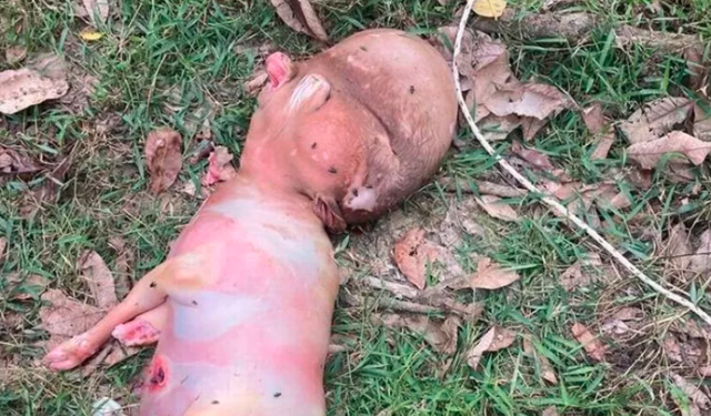 Nace un ternero mutante con cabeza de humano que genera angustia en un pequeño pueblo