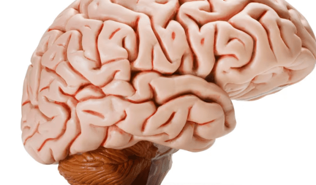 ¿Cómo saber si se tiene bajo el nivel de oxígeno en el cerebro? Estos son los síntomas