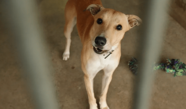 Ciudad rusa decide sacrificar a todos los perros callejeros; defensores animales se movilizan para salvarlos