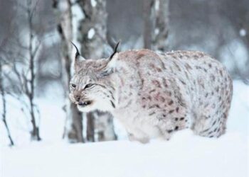 Las bajas temperaturas en Noruega dejan a decenas de animales congelados (VIDEO)