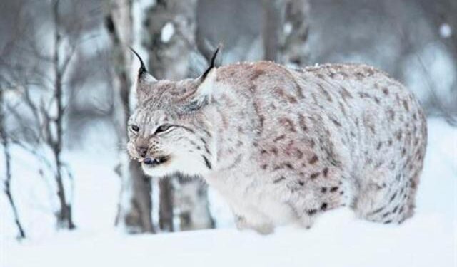 Las bajas temperaturas en Noruega dejan a decenas de animales congelados (VIDEO)