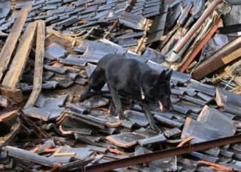FOTOS: Elsa, la perrita rescatista que busca desaparecidos tras terremoto en Japón