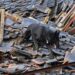 FOTOS: Elsa, la perrita rescatista que busca desaparecidos tras terremoto en Japón