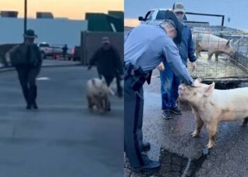VIDEO: cerdo protagonizó persecución en Springfield… lo apodaron el “puerco araña”
