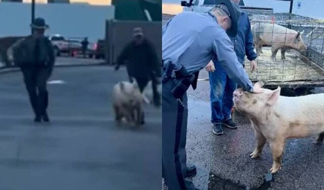 VIDEO: cerdo protagonizó persecución en Springfield… lo apodaron el “puerco araña”
