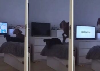 VIRAL: Dos perros se enojan cuando les apagan el televisor donde miraban dibujos animados