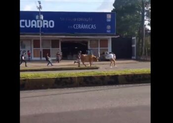 Susto en Maturín: un toro se escapó de sus dueños y paralizó las calles (VIDEO)