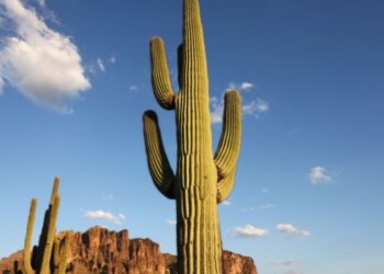 VIDEO: El motivo por el que una cámara pasará mil años tomando imágenes en el desierto de Arizona