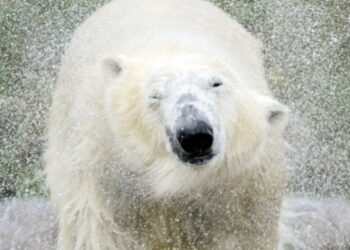 Alarma en Alaska: reportan primera muerte de un oso polar por gripe aviar