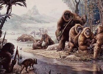 Lograron explicar por qué se extinguió el mayor simio que habitó sobre la Tierra