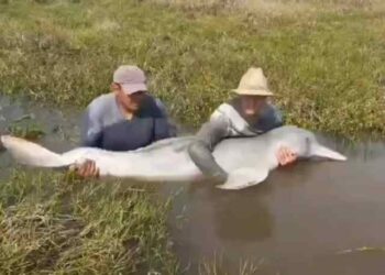 Video de tonina rescatada fue un hecho que ocurrió en Apure en el año 2021