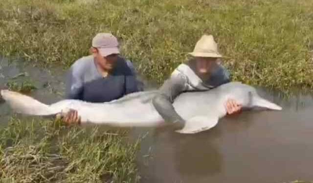 Video de tonina rescatada fue un hecho que ocurrió en Apure en el año 2021