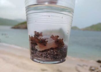 The Environmental Ombudsman in Anzoátegui evaluates possible natural alternatives to combat the Unomia Stolonifera coral in eastern Venezuela