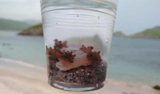 The Environmental Ombudsman in Anzoátegui evaluates possible natural alternatives to combat the Unomia Stolonifera coral in eastern Venezuela