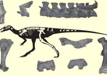 Encuentran nuevo material fósil de dinosaurio venezolano