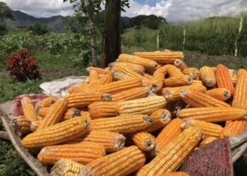 Producción de maíz en Venezuela creció un 35% en 2023, según Sviaa