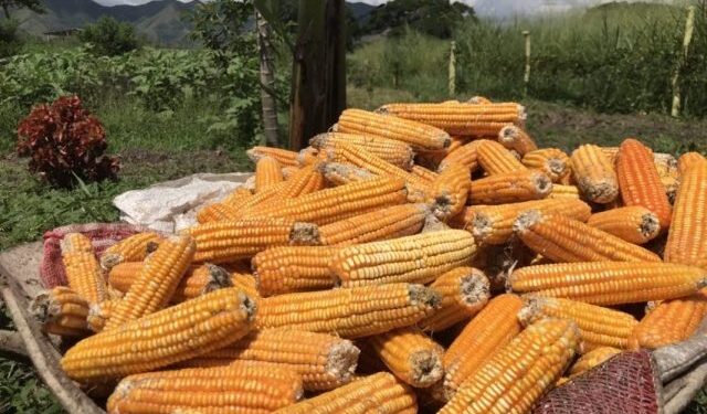 Producción de maíz en Venezuela creció un 35% en 2023, según Sviaa