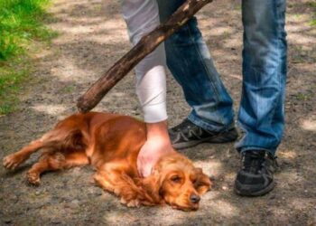 Hombre le sacó los ojos a la mascota de su vecina tras una discusión