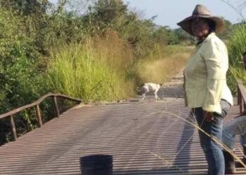 Socavamiento en puente pone en riesgo producción de carne y leche en San Silvestre, Barinas