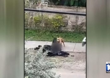 Ataque salvaje en Florida: perros devoran a un hombre en silla de ruedas y todo quedó grabado