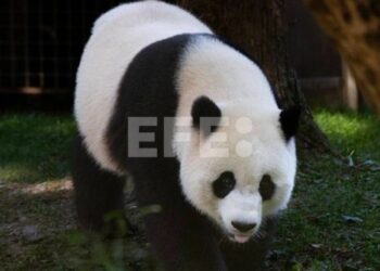 Un famoso panda de China resulta ser hembra y no macho cuatro años después de su nacimiento
