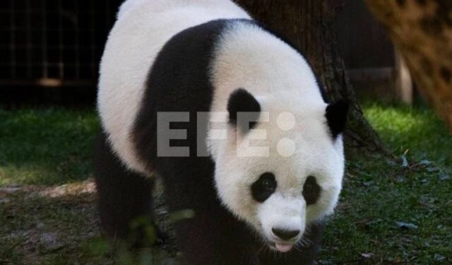 Un famoso panda de China resulta ser hembra y no macho cuatro años después de su nacimiento