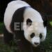 Un famoso panda de China resulta ser hembra y no macho cuatro años después de su nacimiento