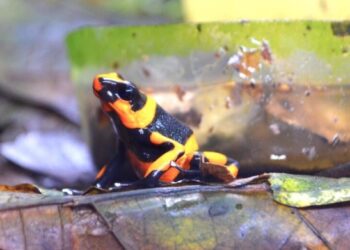 Detienen a una brasileña que intentaba sacar de Colombia 130 ranas en peligro de extinción